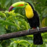 Tukan im Regenwald