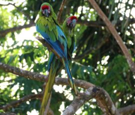 ara_ambiguus_dipteryx_panamensis