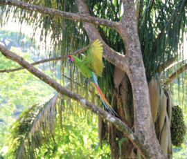 ara_ambiguus_dipteryx_panamensis_2