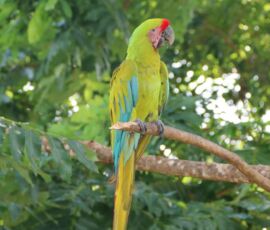 ara_ambiguus_dipteryx_panamensis_3