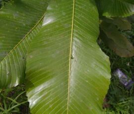 cespedesia_spathulata_blatt
