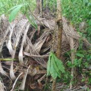 Auch ein nahestender Kanonenkugelbaum wurde von den stacheligen Palmenblättern begraben und von uns aufgerichtet und stabilisert. Prognose: Er wird es schaffen.