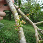 Spondias purpurea - eine Variante des Mombinpflaumenbaumes Ein dicker Ast von Spondias purpurea mit Blüten und unreifen Früchtständen